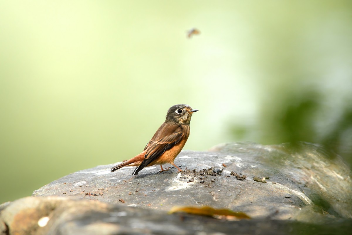 Ferruginous Flycatcher - ML645437041