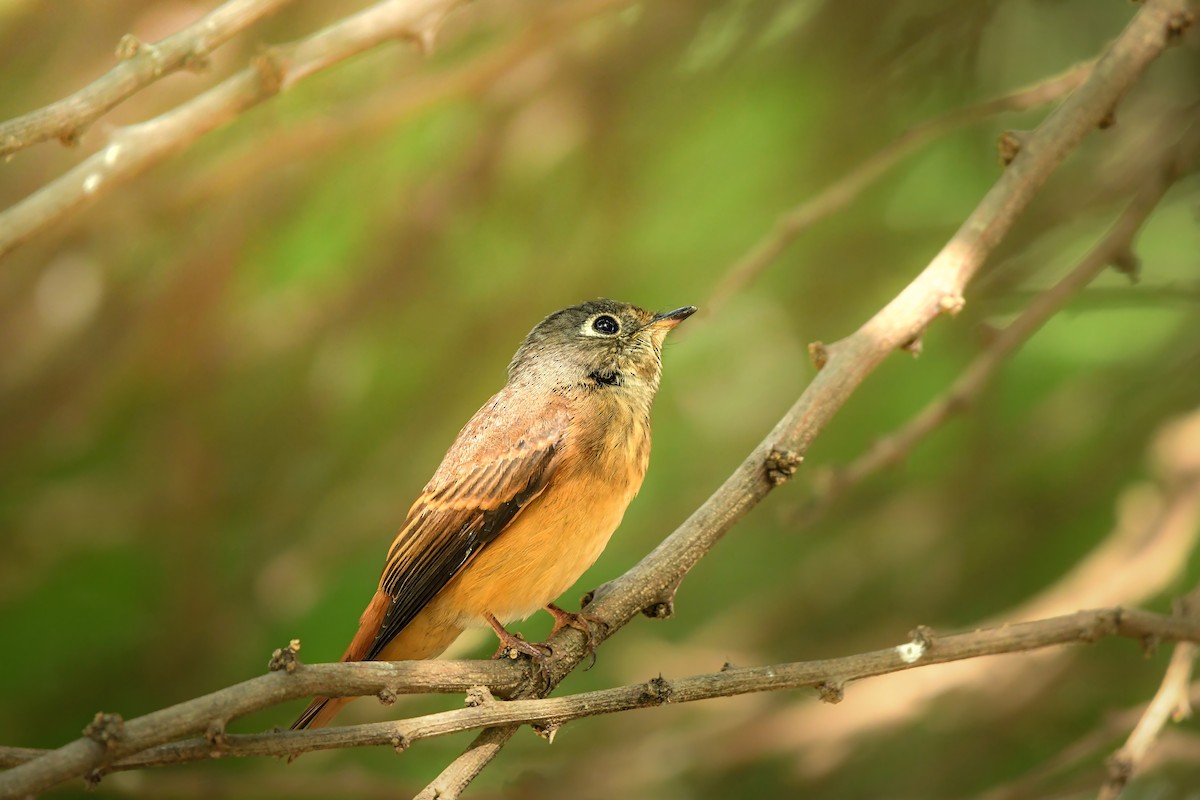 Ferruginous Flycatcher - ML645437042