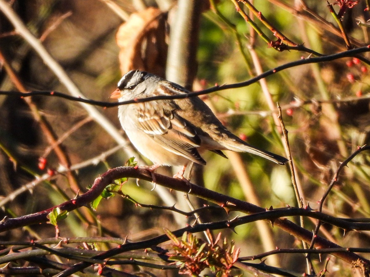 strnadec bělopásý - ML645437046