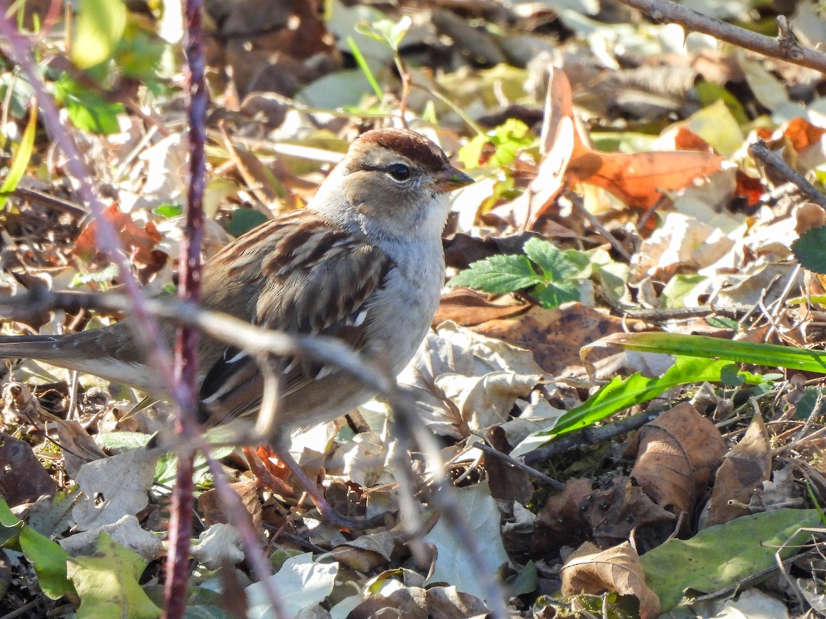 strnadec bělopásý - ML645437047