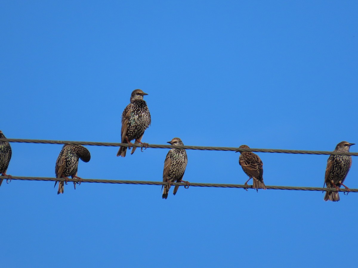 Шпак звичайний - ML645437065