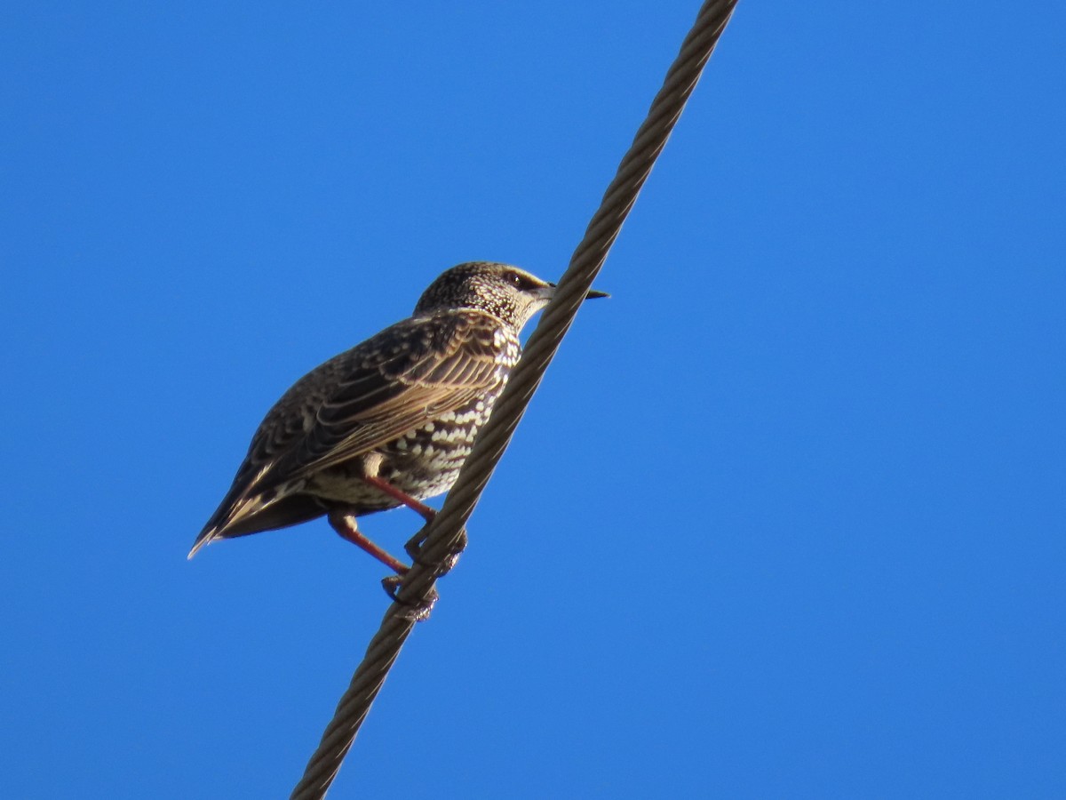 Étourneau sansonnet - ML645437066