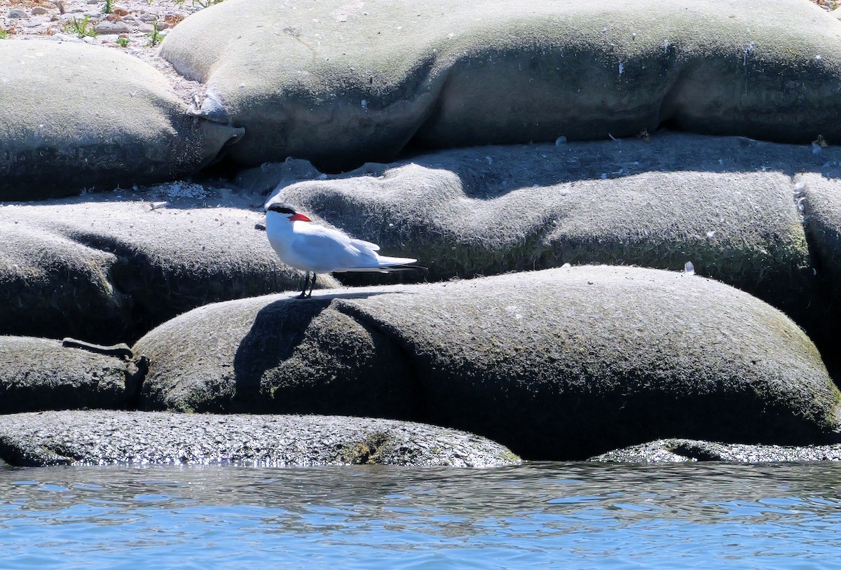 Sterne caspienne - ML645437069