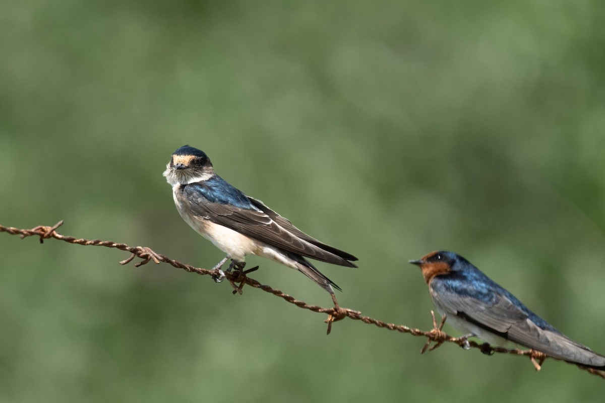 Hirondelle des arbres - ML645437071