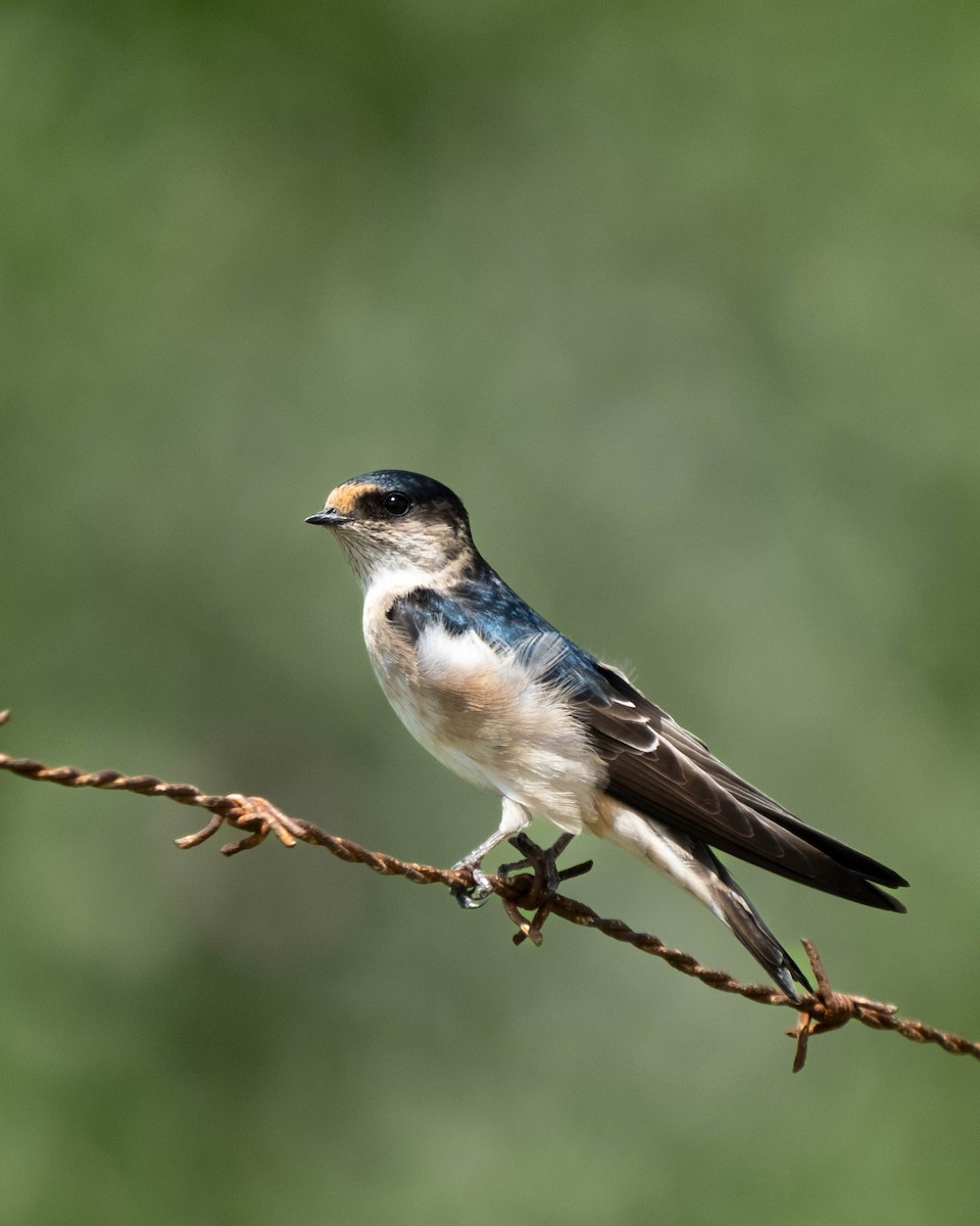 Hirondelle des arbres - ML645437073