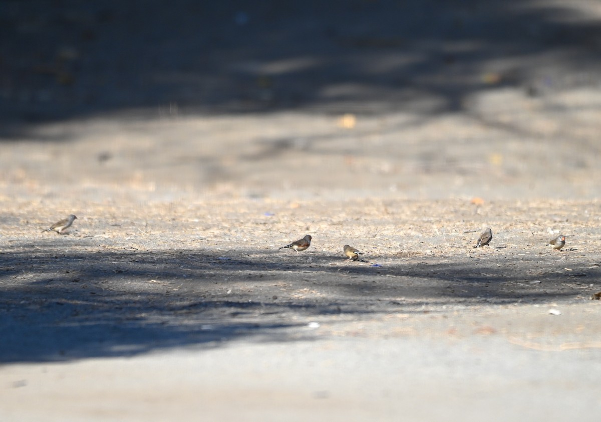 Diamant mandarin - ML645437075