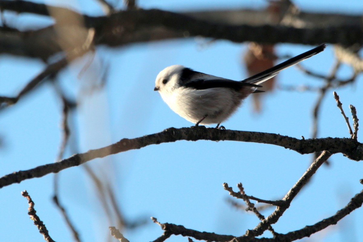 Orite à longue queue - ML645437076