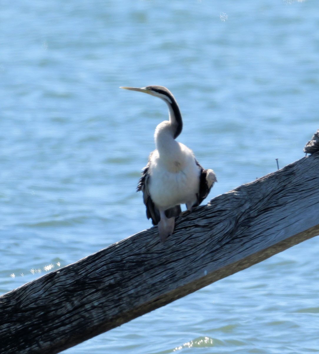 Anhinga d'Australie - ML645437078