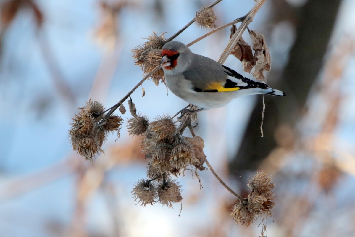 Chardonneret de l'Himalaya - ML645437079