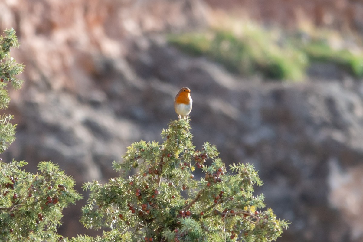 Rougegorge familier - ML645437082