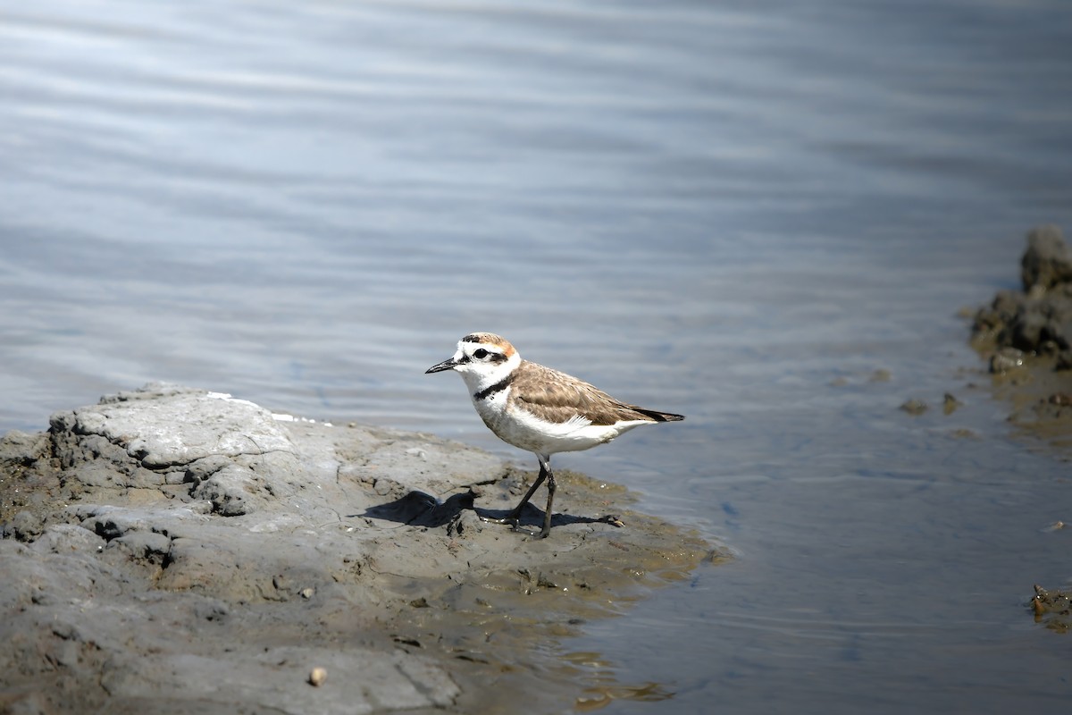 Pluvier à collier interrompu - ML645437083