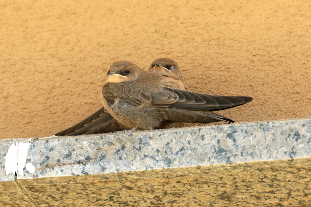 Hirondelle du désert - ML645437084