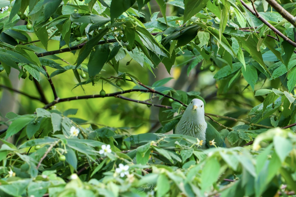 Ptilope de la Société - ML645437085