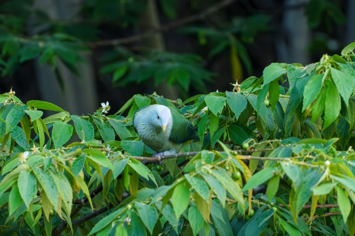 Ptilope de la Société - ML645437087