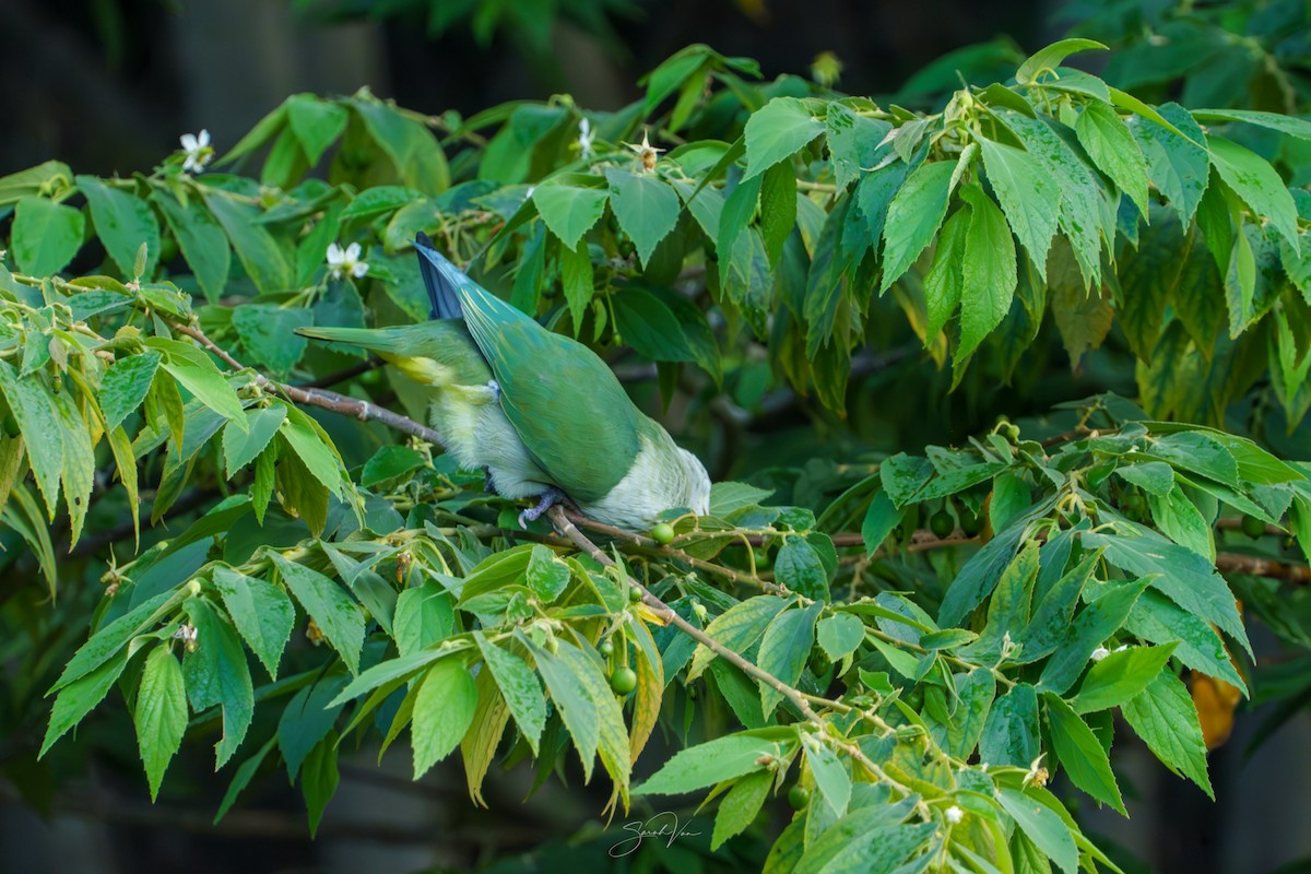 Ptilope de la Société - ML645437088