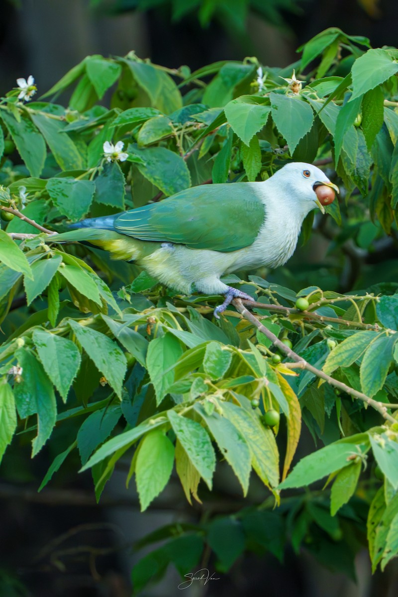 Ptilope de la Société - ML645437089