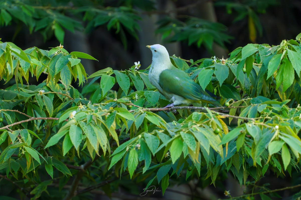 Ptilope de la Société - ML645437090