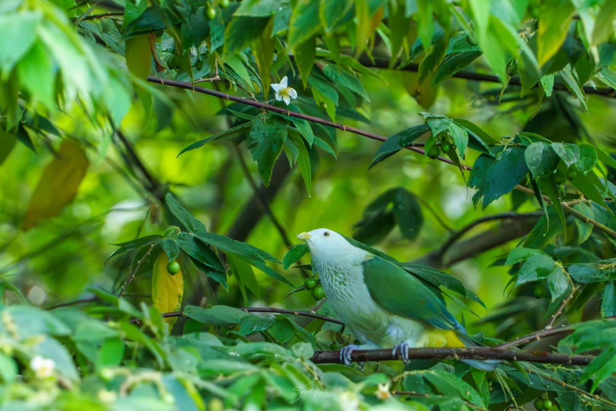 Ptilope de la Société - ML645437091