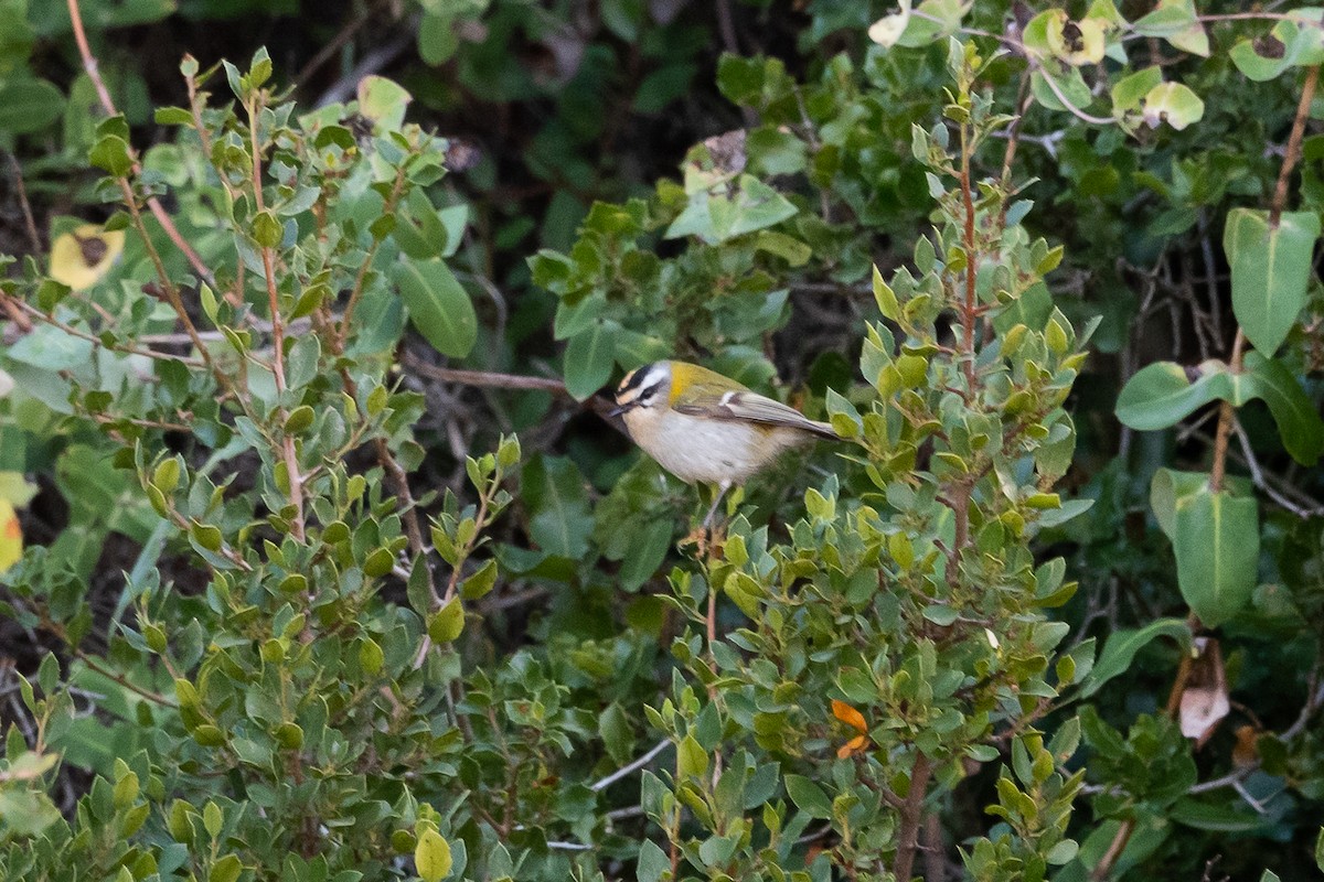 Roitelet triple-bandeau - ML645437093