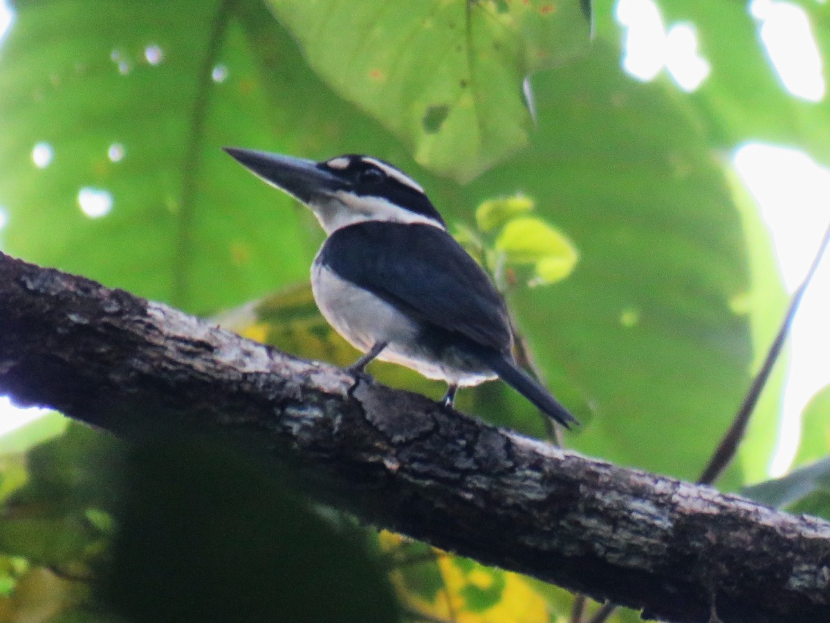 Martin-chasseur funèbre - ML645437094