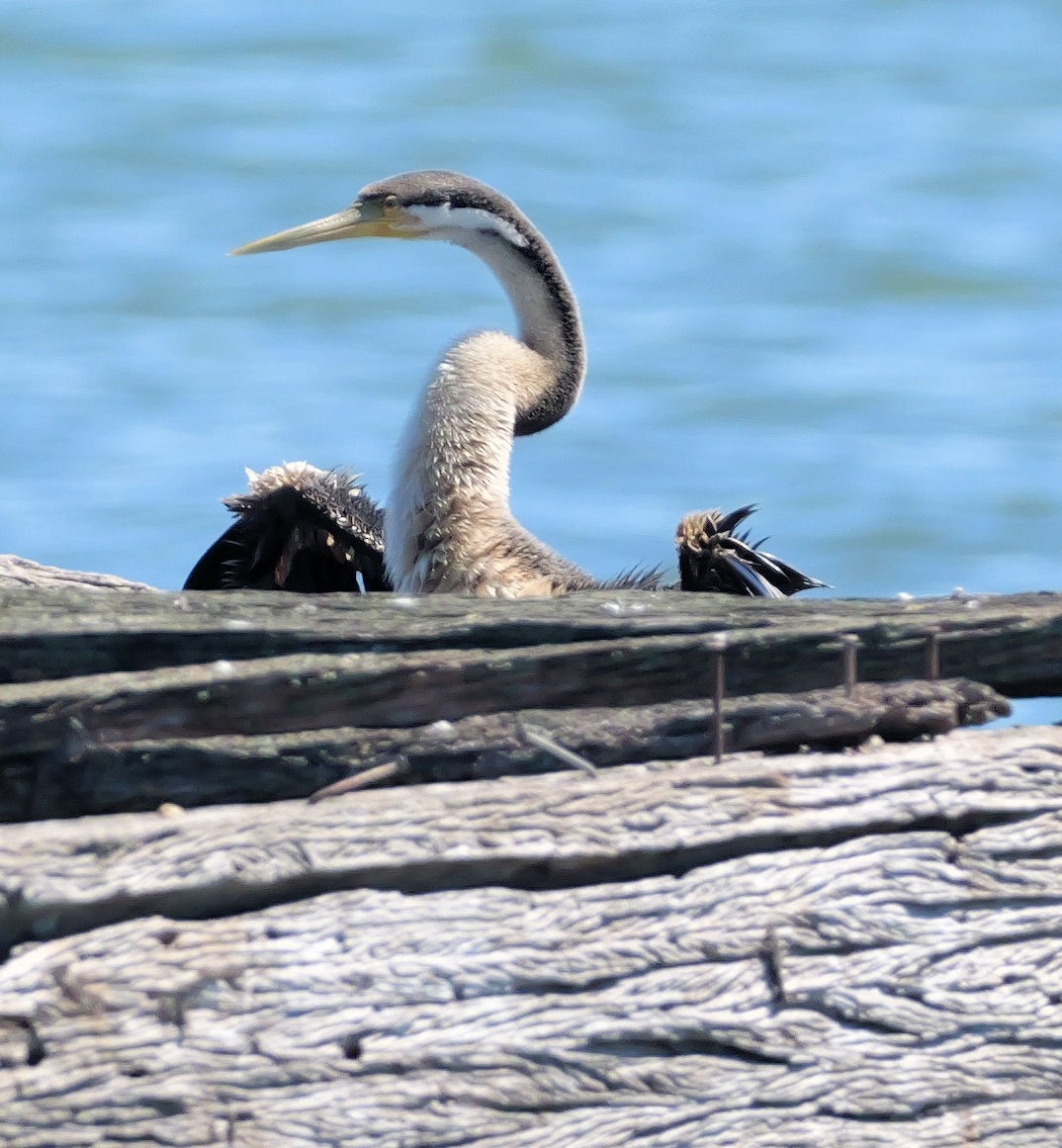 Anhinga d'Australie - ML645437095