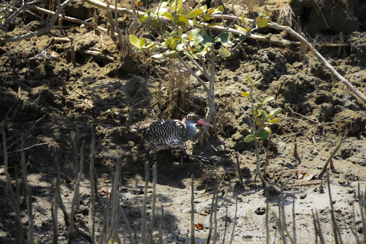 Râle strié - ML645437096