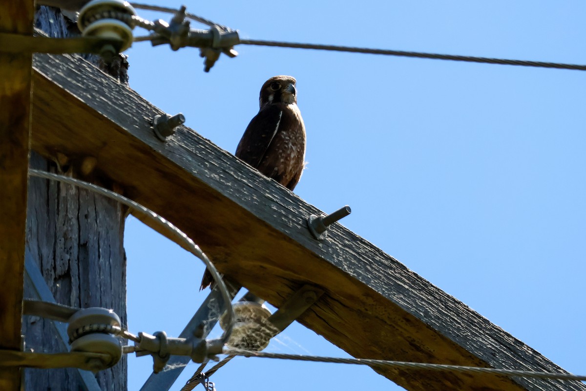 Faucon bérigora - ML645437097