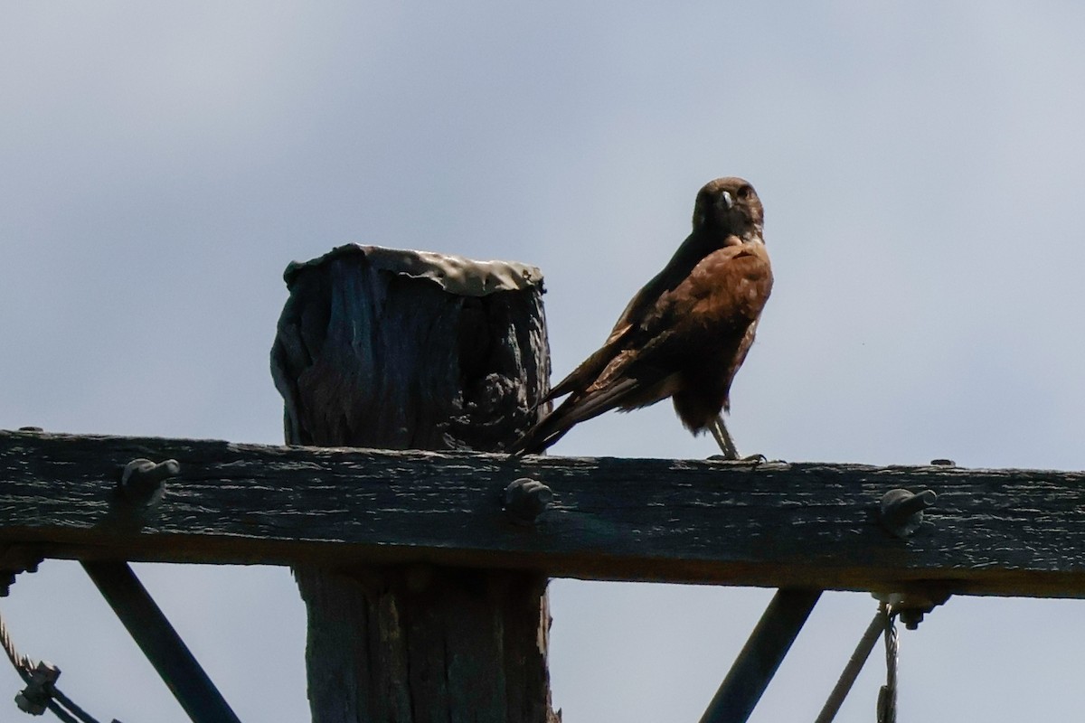 Faucon bérigora - ML645437098