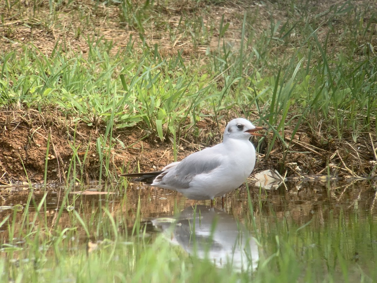 Black-headed Gull - ML645437102