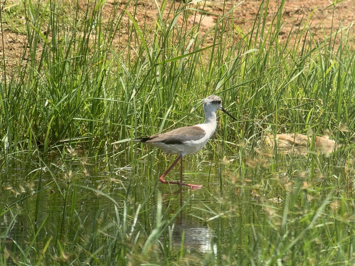 高蹺鴴 - ML645437106