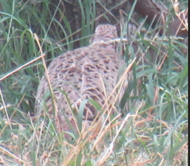 Ring-necked Pheasant - ML645437107