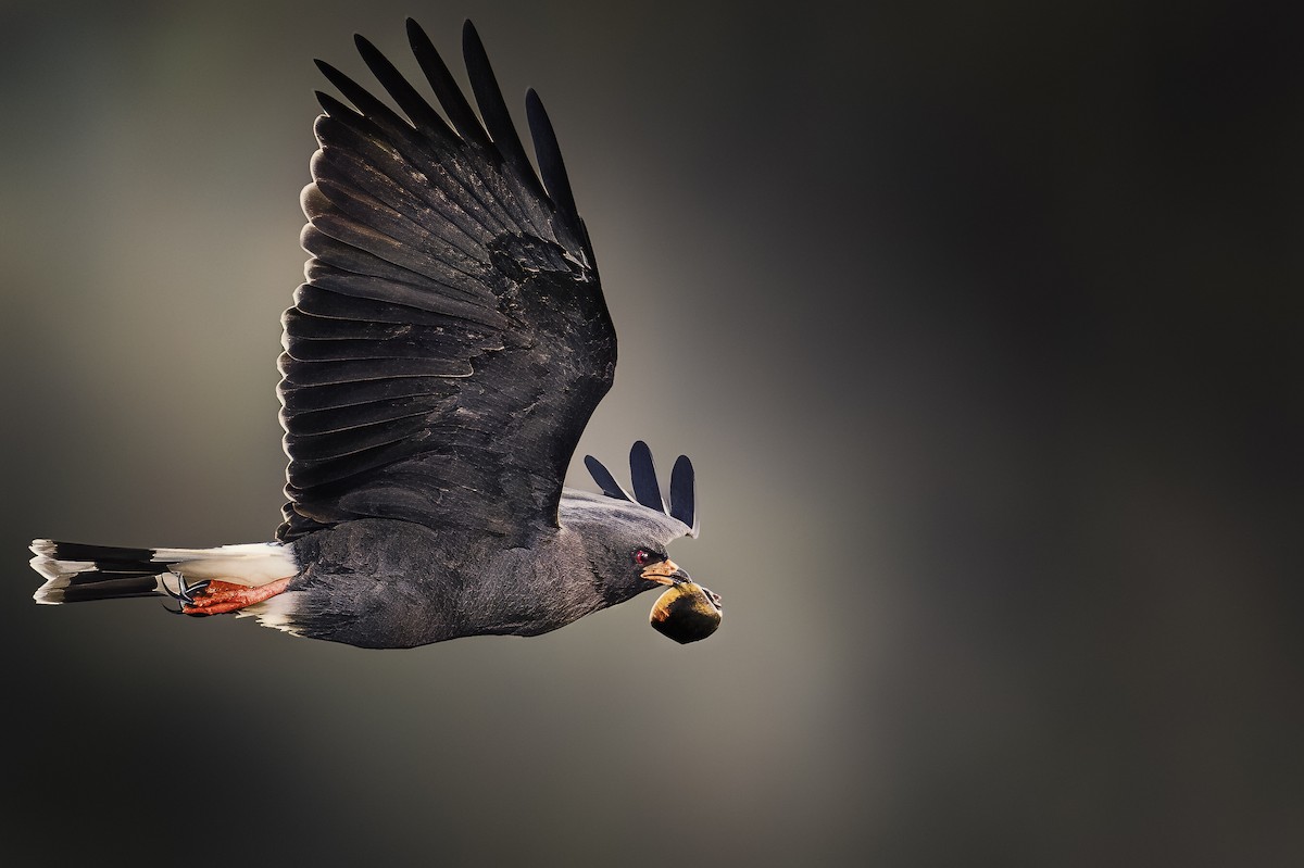 Snail Kite - ML645437109
