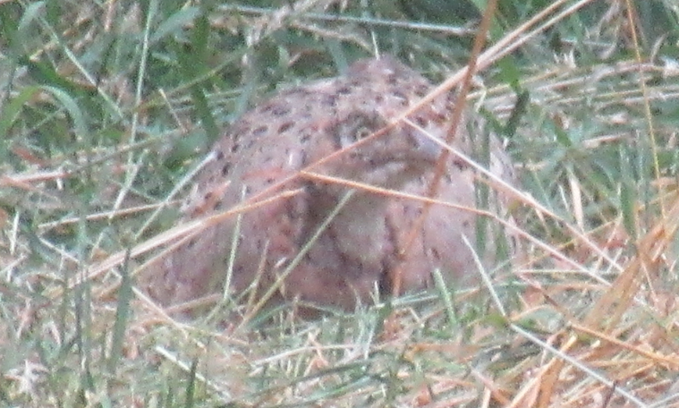 Ring-necked Pheasant - ML645437110