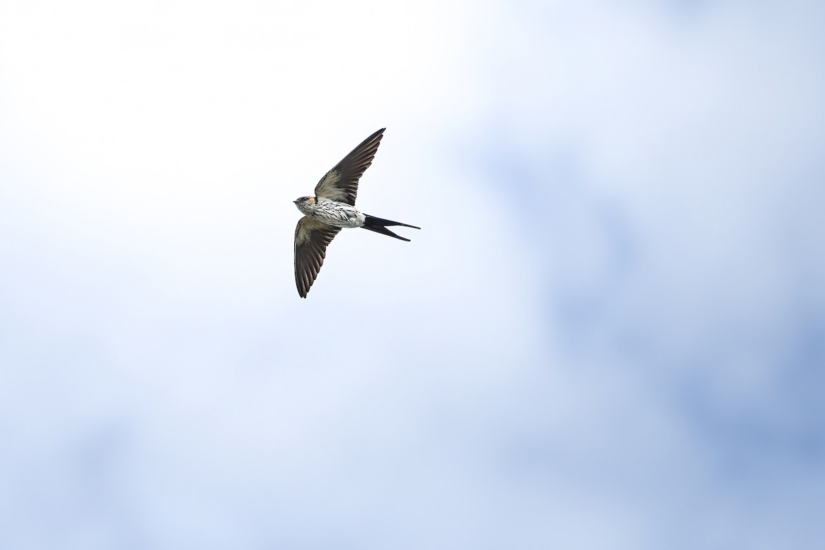 Eastern Red-rumped Swallow (Striated) - ML645437111