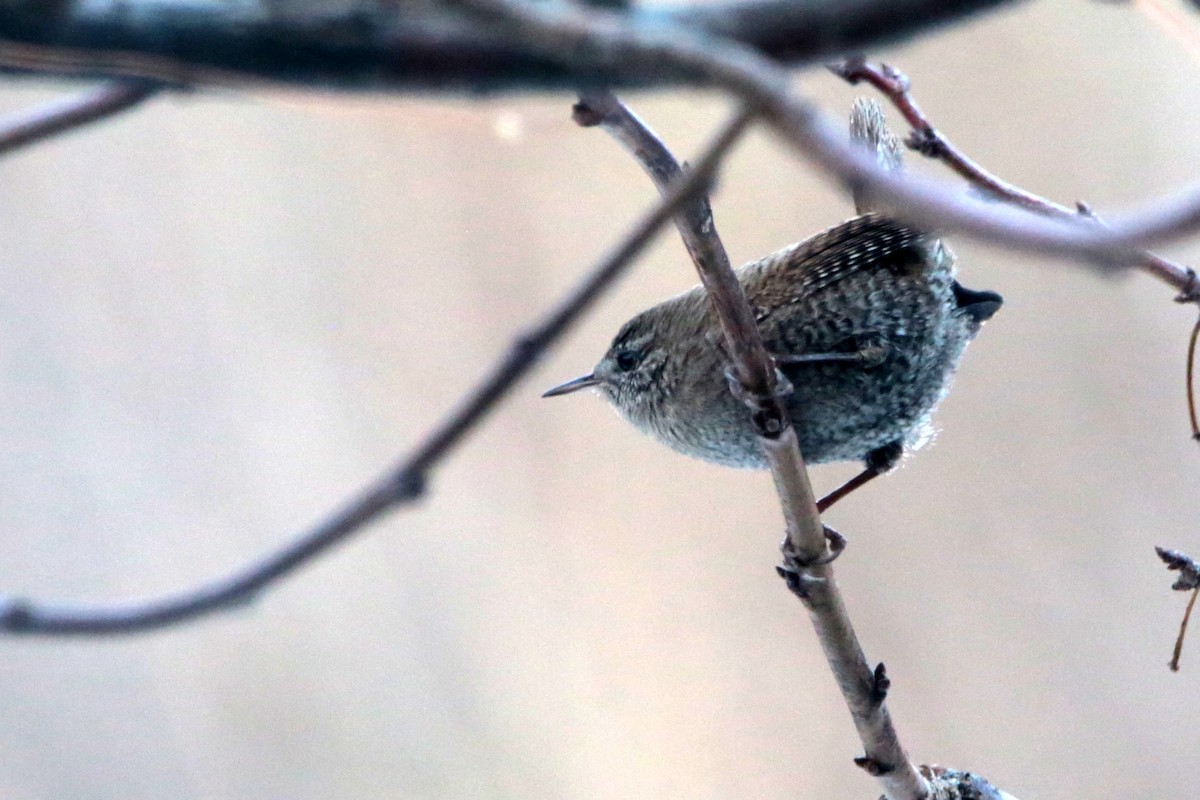 Eurasian Wren - ML645437112