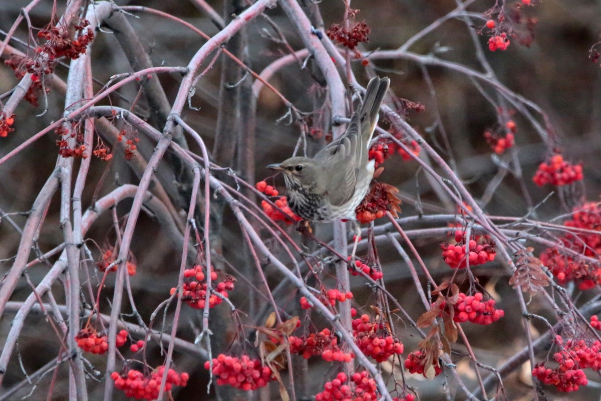 Black-throated Thrush - ML645437117