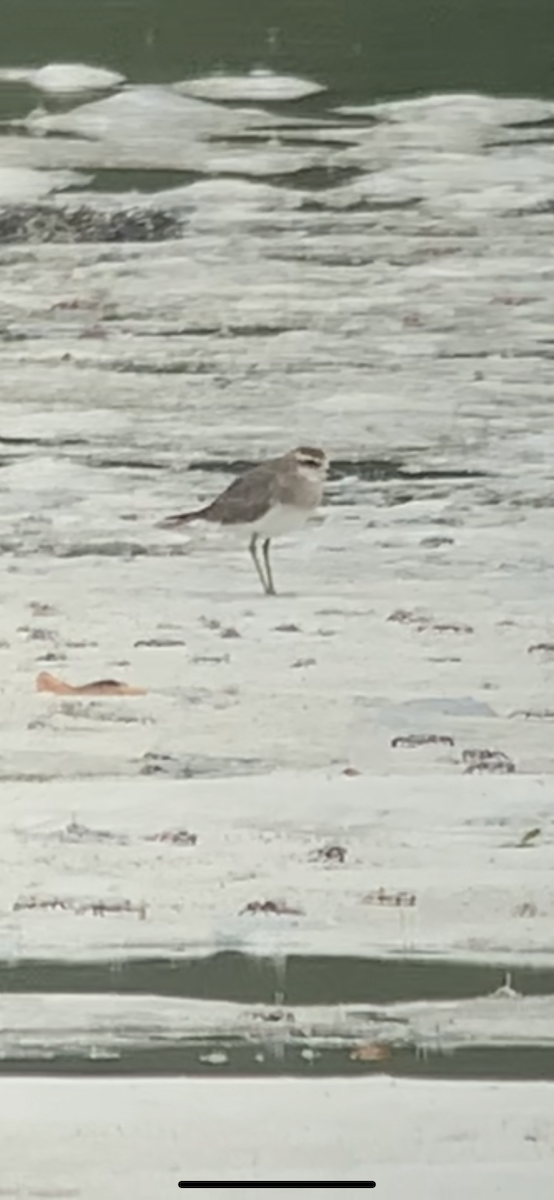 Caspian Plover - ML645437129