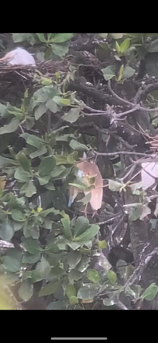 Squacco Heron - ML645437136