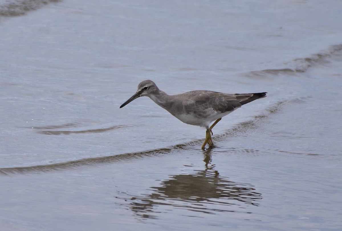 キアシシギ - ML645437142