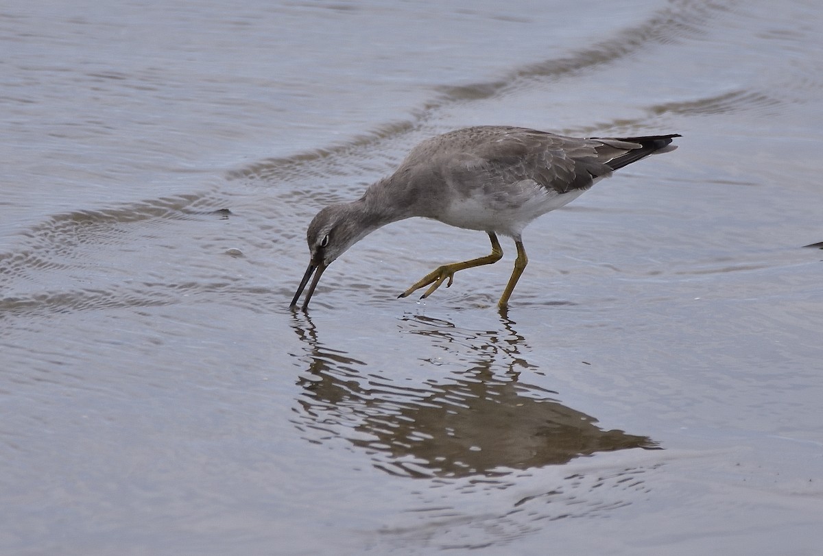 キアシシギ - ML645437143