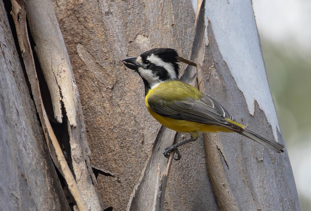 Eastern Shrike-tit - ML645437145