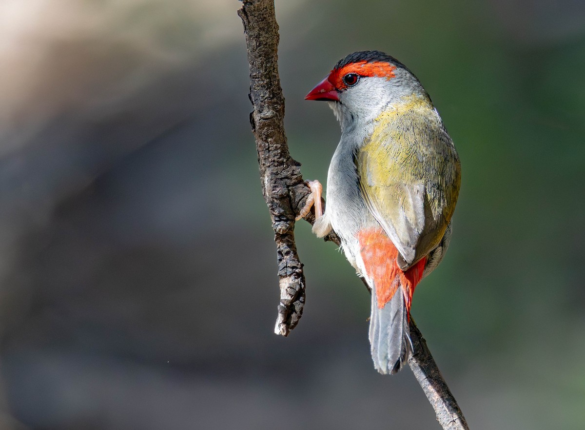 Al Kaşlı Belikınalı - ML645437149