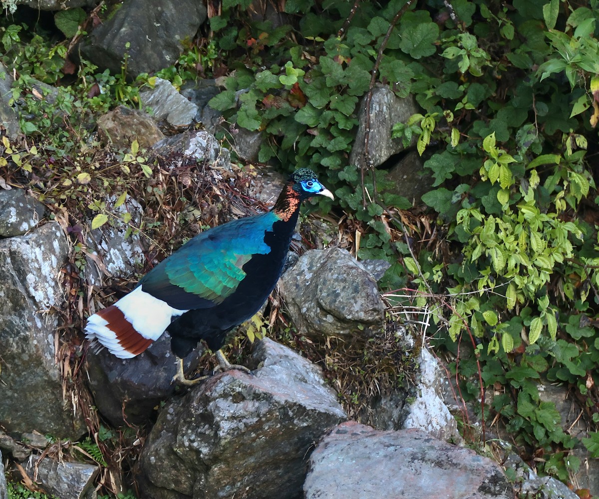 Sclater's Monal - ML645437160