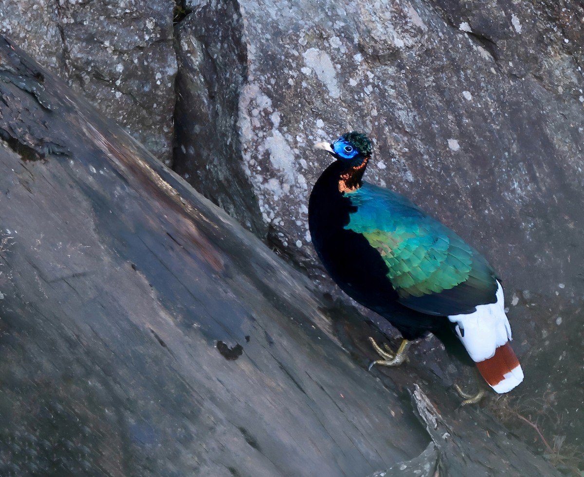 Sclater's Monal - ML645437161