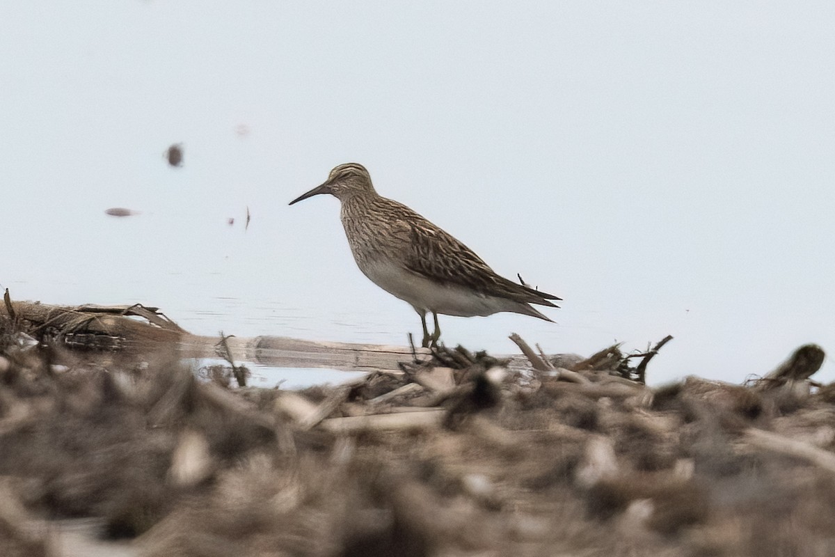 Pectoral Sandpiper - ML645437164