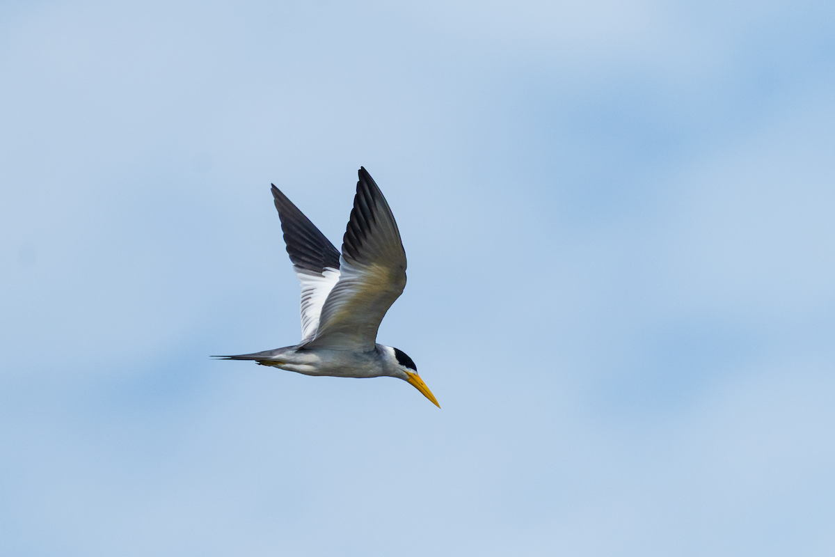 Large-billed Tern - ML645437171