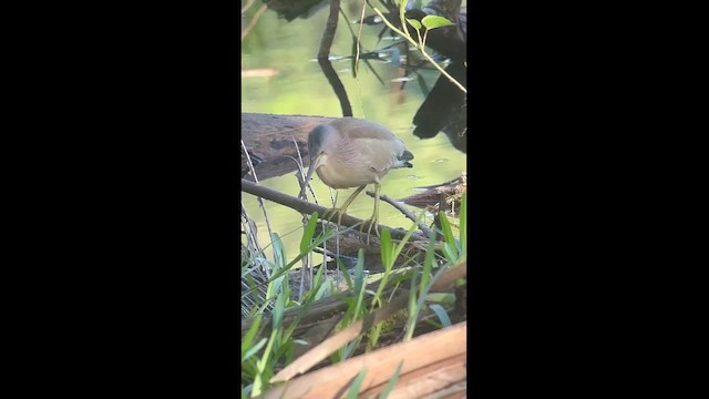 Бугайчик китайський - ML645437175