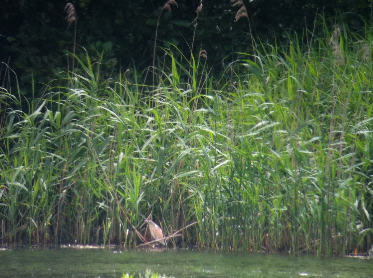 Squacco Heron - ML645437198