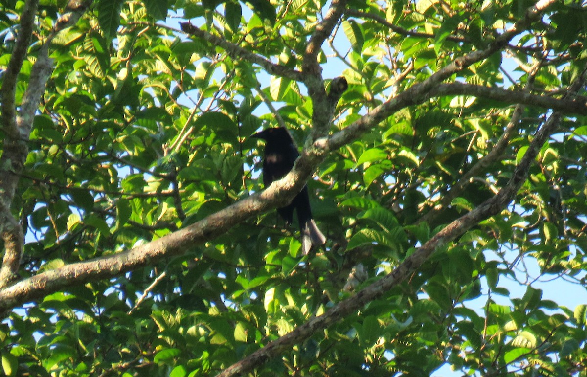 Halmahera Paradise-crow - ML645437202