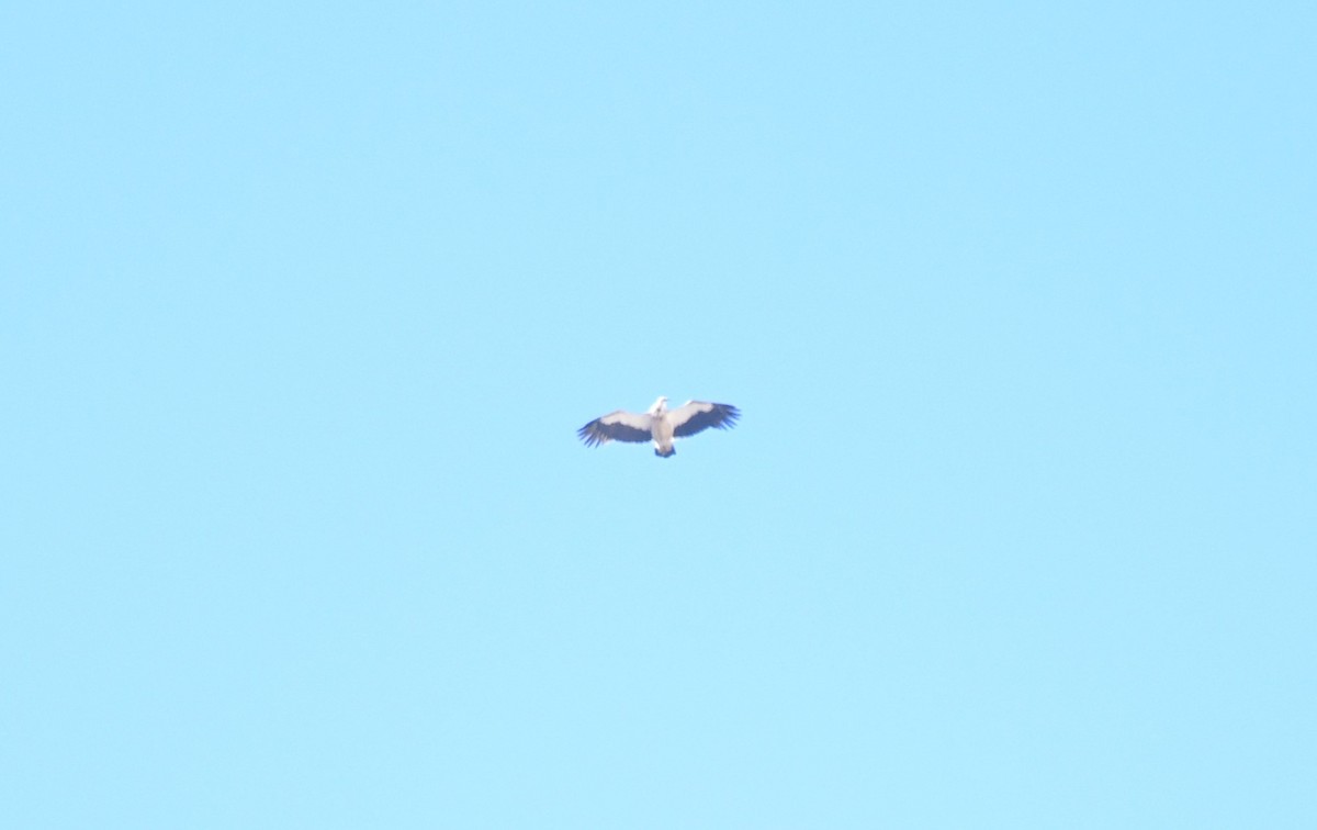 נשר הימלאיה - ML645437211